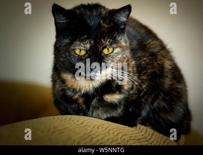 Porträt einer Katze mit einer dunklen Farbe und gelbe Augen Stockfoto