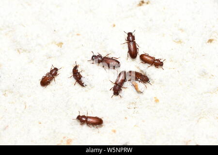 Der Lebensmittelschädling verwirrte Mehlkäfler Tribolium confusum in Weizenmehl Stockfoto