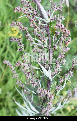 Artemisia vulgaris gemeinsame Beifuß allergen Blüte Stockfoto