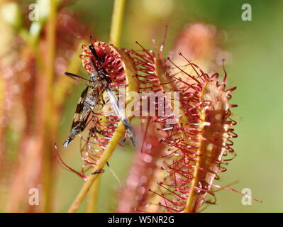 Insekt auf die klebrigen Blätter einer Pflanze sonnentau Drosera anglica Große Stockfoto