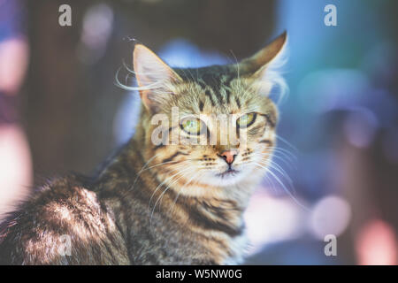 Portrait der Sibirischen Katze im Freien im Sommer. Die Katze schaut in die Kamera Stockfoto