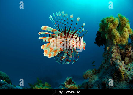 Gemeinsame Rotfeuerfische (Pterois volitans), in einem Korallenriff, Ari Atoll, Malediven Stockfoto