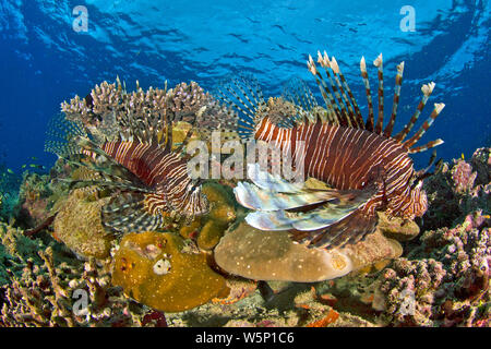 Gemeinsame Rotfeuerfische (Pterois volitans), paar Schwimmen in einem Korallenriff, Solomon Inseln Stockfoto