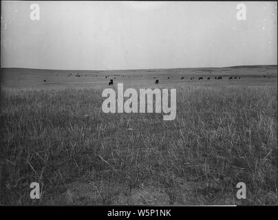 Bewässerbare landet; Blick in Richtung Grat durch die Landwirte Kanal ausgeführt wird.; Umfang und Inhalt: Foto aus dem Band in einer Serie von Fotoalben Dokumentation der Bau von Pathfinder Dam und anderen Einheiten auf dem North Platte Projekt in Wyoming und Nebraska. Stockfoto