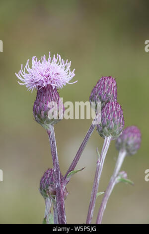 Cirsium arvense, bekannt als die schleichende Distel und verschiedene andere Namen einschließlich Feld Distel, grüne Distel, harte Distel und stachelige Distel Stockfoto