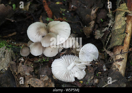 Mycena galericulata, wie die gemeinsame Motorhaube bekannt, die Toque mycena, oder der Rosarot-gill fairy Helm Stockfoto