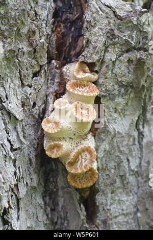 Polyporus Squamosus, einer Halterung Pilz mit gemeinsamen Namen einschließlich der dryaden Sattel und der Fasan zurück Pilz Stockfoto