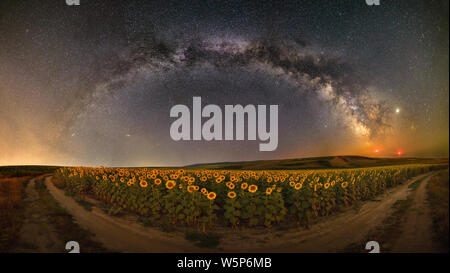 Milchstraße über dem sonnenblumenfeld Stockfoto