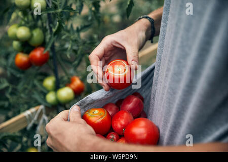 Bauer, rote reife Tomaten in seinem Hemd im Gewächshaus Stockfoto