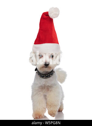 Cute Santa bichon tragen ein Halsband vorwärts auf weißem Hintergrund Stockfoto