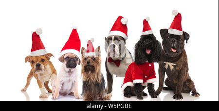 Großes Team von sechs adorable santa Hunde verschiedener Rassen im Sitzen und Stehen auf weißem Hintergrund Stockfoto