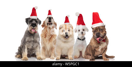 Gruppe von fünf Hunden verschiedener Rassen tragen Nikolausmützen keuchend beim Sitzen auf weißem Hintergrund Stockfoto