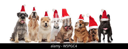 Gruppe der Acht niedlichen santa Hunde verschiedener Rassen im Sitzen und Stehen auf weißem Hintergrund Stockfoto