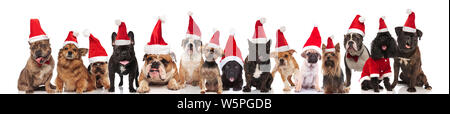 Viele süße Hunde der verschiedenen Rassen verkleidet als Weihnachtsmann im Sitzen und Stehen auf weißem Hintergrund Stockfoto