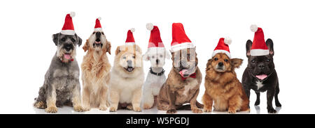 Sieben cute santa Hunde verschiedener Rassen keuchend, während Sitzen und Stehen auf weißem Hintergrund Stockfoto