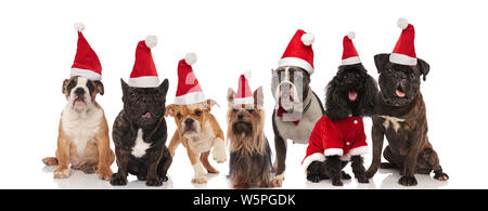 Sieben schöne santa Hunde verschiedener Rassen im Sitzen und Stehen auf weißem Hintergrund Stockfoto