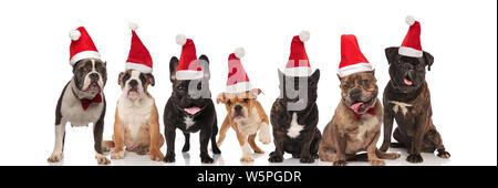 Gruppe von sieben adorable santa Hunde mit Zunge ausgesetzt Sitzen und Stehen auf weißem Hintergrund Stockfoto