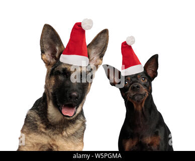 Zwei lustige Hunde tragen Santa Claus Hüte in die Kamera schaut auf weißem Hintergrund Stockfoto