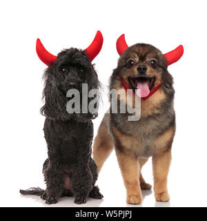 Halloween hund Paar einen Pudel und braun Pomeranian das Tragen der roten Teufel Hörner im Stehen und Sitzen auf weißem Hintergrund Stockfoto