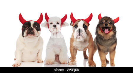 Team von vier süßen Hunde tragen Teufel halloween Kostüme beim Stehen und Sitzen auf weißem Hintergrund Stockfoto