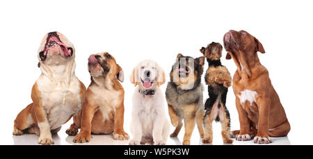 Sechs hecheln Hunde verschiedener Rassen, beim Stehen und Sitzen auf weißem Hintergrund Stockfoto