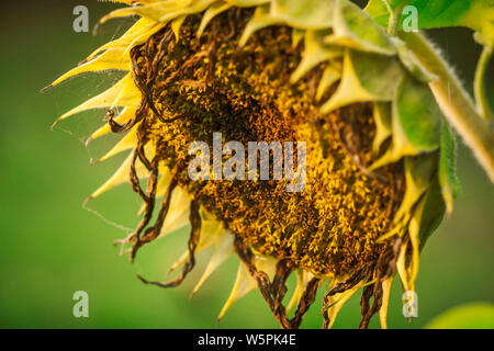 Nahaufnahme einer verwelkte Sonnenblumen (lat.: Helianthus annuus) im Streiflicht auf ein Feld im Norden Deutschlands. Stockfoto