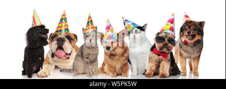 Gruppe von sieben liebenswert Katzen und Hunde zum Geburtstag party Sitzen und Liegen auf weißem Hintergrund Stockfoto