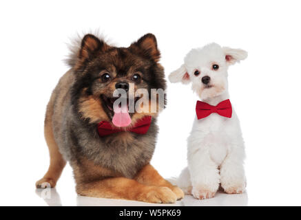 Elegante pomeranian und weiße bichon Paar das Tragen der roten bowties Sitzen und Liegen auf weißem Hintergrund Stockfoto