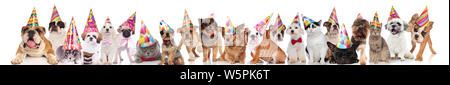 Glücklich und adorable Partei Haustiere mit Geburtstag hüte Stehen, Sitzen und Liegen auf weißem Hintergrund Stockfoto