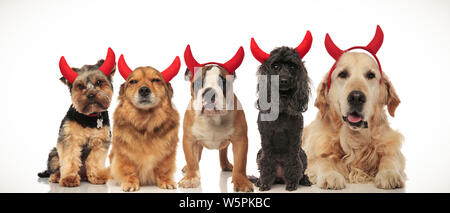 5 adorable Welpen gekleidet wie Teufel für Halloween, collage Bild Stockfoto