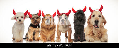 6 adorable devil Hunde Halloween feiern, collage Bild Stockfoto