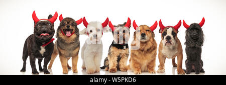 Sieben niedlichen Hunde tragen Teufel Hörner zusammen in einer Reihe stehen, collage Bild Stockfoto