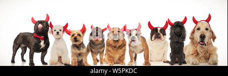 Collage Bild von viele süße Hunde tragen Teufel Hörner für Halloween, studio Bild Stockfoto