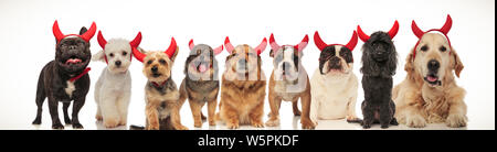 Große Gruppe von Hunden tragen Teufel Hörner für Halloween Stockfoto