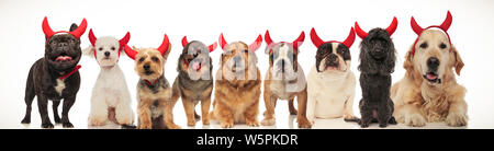 Adorable haloween Hunde das Tragen der roten Teufel Hörner, collage Bild Stockfoto