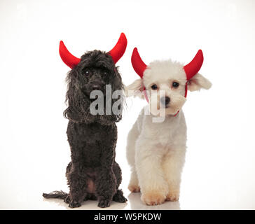 Süße schwarze und weiße Hunde das Tragen der roten Teufel Hörner für Halloween, collage Bild Stockfoto