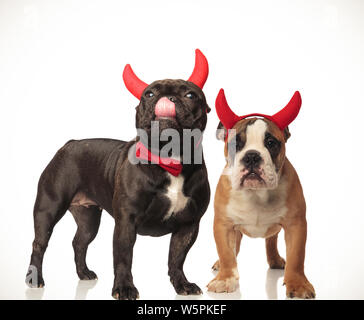 Nettes paar Teufel hunde Halloween feiern, collage Bild Stockfoto