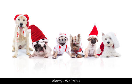 Team von sechs niedlichen Hunde verschiedener Rassen verkleidet als Weihnachtsmann Sitzen und Liegen auf weißem Hintergrund Stockfoto