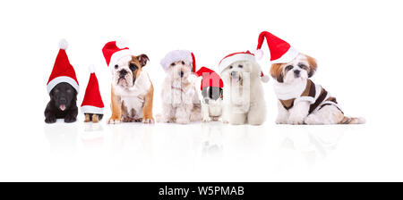Gruppe von sieben adorable santa Hunde verschiedener Rassen Sitzen und Liegen auf weißem Hintergrund Stockfoto