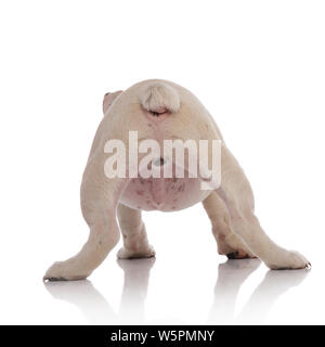 Ansicht der Rückseite des adorable White englische Bulldogge auf weißem Hintergrund Stockfoto