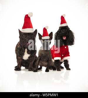 Weihnachten Gruppe von drei santa Katzen und Hunde sitzen auf weißem Hintergrund und keuchend Stockfoto