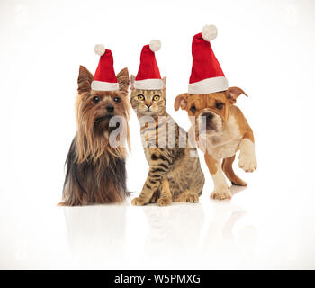 Team von drei Süße Weihnachten Haustiere verschiedener Rassen tragen Nikolausmützen Sitzen und Stehen auf weißem Hintergrund Stockfoto