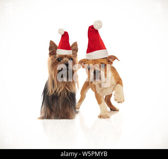 Schönen Yorkshire Terrier und englische Bulldogge Paar tragen Nikolausmützen beim Stehen auf weißem Hintergrund Stockfoto