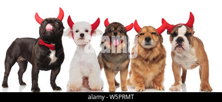 Fünf niedlichen Hunde verschiedener Rassen mit roten Teufel Hörner stehen und sitzen auf weißem Hintergrund Stockfoto