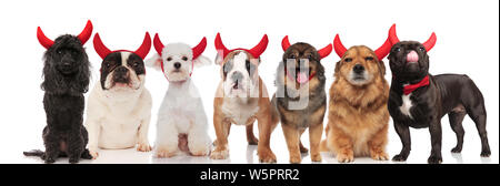 Viele adorable devil Hunde verschiedener Rassen stehen und sitzen auf weißem Hintergrund Stockfoto