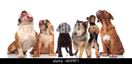 Nette Gruppe von sechs neugierige Hunde suchen im Stehen und Sitzen auf weißem Hintergrund Stockfoto