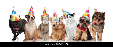 Team von sieben glücklichen Katzen und Hunde tragen bunte Geburtstag Hüte im Stehen, Sitzen und Liegen auf weißem Hintergrund Stockfoto