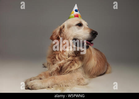 Neugierig Labrador mit bunten Luftballons geburtstag Kappe schaut zur Seite beim Liegen auf grauem Hintergrund Stockfoto