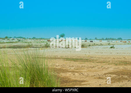 Landschaft Bild einer Wüstenregion im Punjab, Pakistan. cattale Beweidung mit blauen Himmel im Hintergrund. Stockfoto