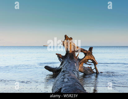 Schöne Holz- bis auf die Nadi Strand Ufer in Fidschi gewaschen. Holz- in Strand mit Schiffen und klaren blauem Himmel im Hintergrund. Stockfoto